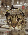 pic for Himeshs Cat